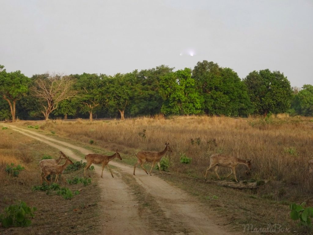 Barasingha the Swamp Deer of Kanha National Park