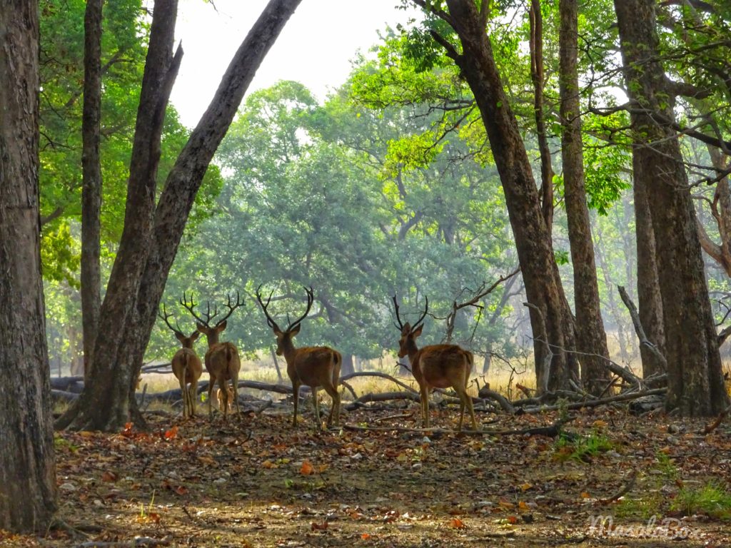 Barasingha the Swamp Deer of Kanha National Park
